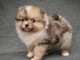 chiot spitz à adopter femelle 