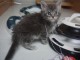 chaton Maine coon mâle a donner 