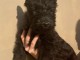 Chiot Scottish Terrier à adopter 