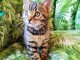 chaton Bengal mâle adorable 