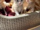 Chaton Maine coon adorable a donner 