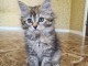 Chaton Maine coon à donner 