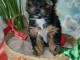 chiot Yorkshire Mal à donner 