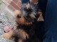 chiots York mâle a donner 