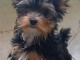 chiots Yorkshire femelle a donner 