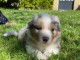 chiots berger australien mâle a donner 
