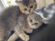 chaton  British shorthair a donner 