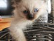 bébé chaton sacré brimanie disponible 