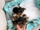 chiot Yorkshire mâle a donner 