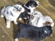 Bébé chiot berger australien disponible 