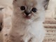 A donné chaton sacré brimanie femelle 