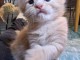 Bébé chaton Maine coon roux a donner 
