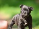 chiots staffie à adopter femelle 