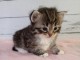 Chaton sibérien à donner mâle et femelle 
