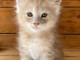Chaton Maine coon a donner urgent 