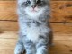 Chaton Maine coon adorable a donner 