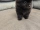 chiots spitz nain Poméranie à donner 