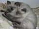 Chaton siamois a donner contre bon soin 