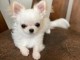 chiots chihuahua femelle a donner 
