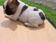 chiots bulldog français femelle a donner 