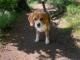 chiots beagle disponible pour adoption 