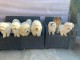Chiots coton de Tuléar a donner 