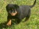 Chiots rottweiler à donner mâle 