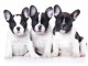 chiots bulldog français mâle 