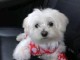 Je donne chiot bichon frisé 