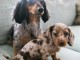 Chiots teckel arlequin disponible 