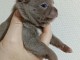 Adopter chiot chihuahua disponible 