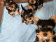 Je donne chiot York disponible 