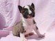Mini Bull Terrier chiots à vendre