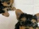 Adoption chiot Yorkshire disponible 