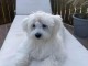 chiots bichon maltais à vendre 