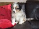 Chiots berger australien disponible 