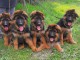 Adoption chiot berger allemand 