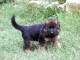 chiots berger allemand à adopter 