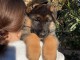 Je donne chiot berger allemand mâle 