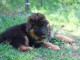 À donner chiot berger allemand 