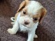 Chiots cavalier king charle femelle a donner 