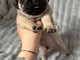 Adoption chiot carlin disponible 
