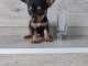 Je donne chiot chihuahua femelle 