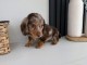 chiot teckel a donner a petit prix 
