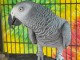 perroquet gris du Gabon à vendre 