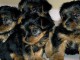 adoption chiot Yorkshire 