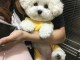 chiots bichon maltais à adopter 