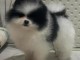 chien spitz nain disponible pour adoption 