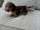 chien teckel arlequin kaminche a donner 