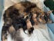 Chaton Maine coon adorable a donner 